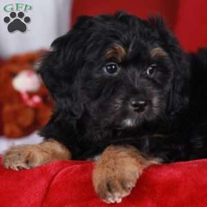 Sprinkle, Mini Golden Mountain Doodle Puppy